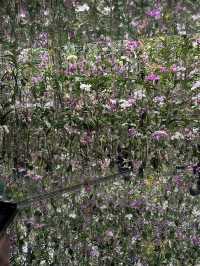 5 เรื่องต้องรู้ก่อนไป teamlab planet