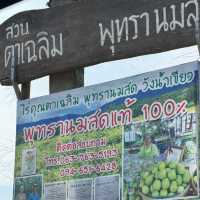 สวนพุดซานมสดของแทร่ วังน้ำเขียว🍏