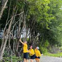 Ca Mau Primeval forest park 