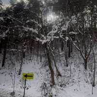 Winter Ski in Shiga Kogen Japan