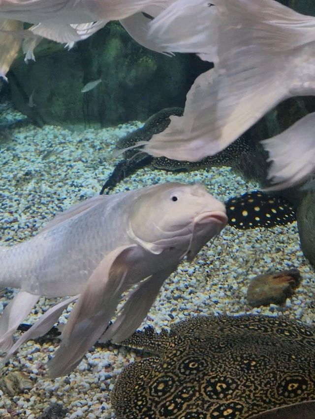 นางเงือกมีจริงที่ Zhejiang Polar Ocean World