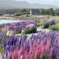 Lake Tekapo Magic: A Serene Day Surrounded by Lavender and Turquoise Waters!