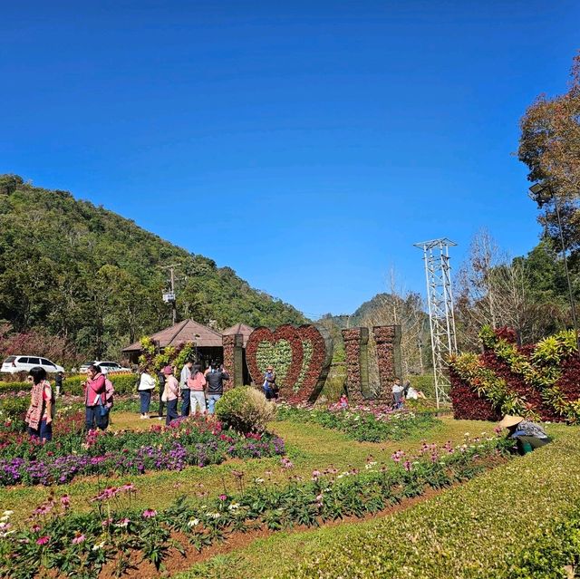 ชมดอกไม้สวย ที่ดอยอ่างขาง