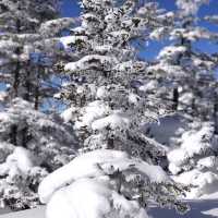Winter Wonderland: The Snowy Marvels of Shiga-Kogen