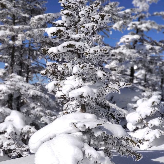 Winter Wonderland: The Snowy Marvels of Shiga-Kogen