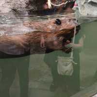 kobe animal kingdom สวนสัตว์ในร่ม แต่สัตว์เยอะมาก
