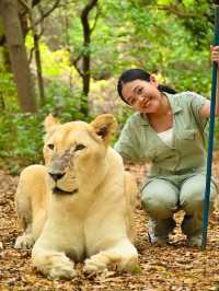 【モーリシャス】気分はムツゴロウ！ライオンとお散歩🦁