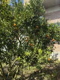สวนส้มของฉัน my garden