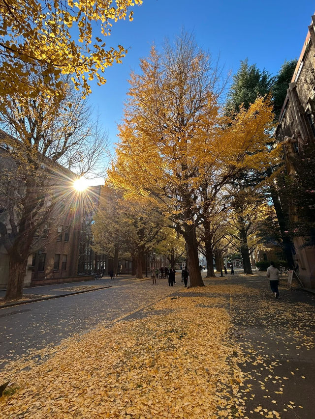 「小石川後樂園」賞楓
