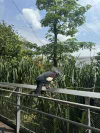 Bird Paradise Singapore: A Must-Visit for Nature & Wildlife Lovers