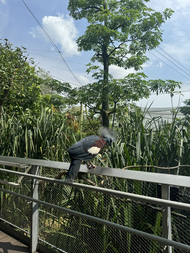 Bird Paradise Singapore: A Must-Visit for Nature & Wildlife Lovers