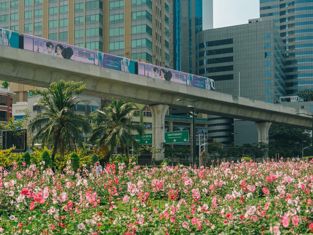 สวนจตุจักรตอนนี้เป็นสีชมพู สวยมาก💕