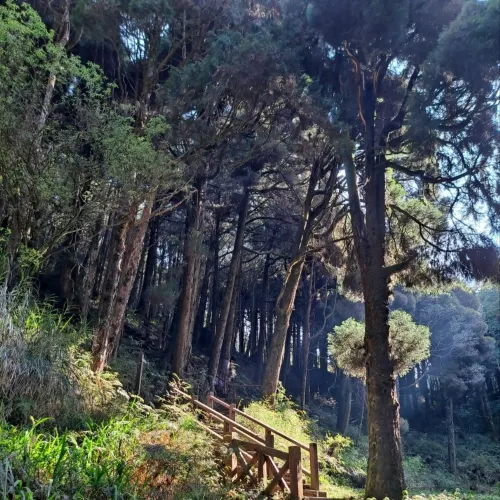 嘉義|阿里山眠月線,走進遺世鐵道秘境