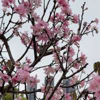 聚龍山公園🌸 櫻花谷🌸