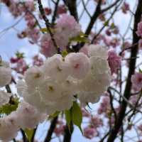 鶴舞公園🌸櫻花之味