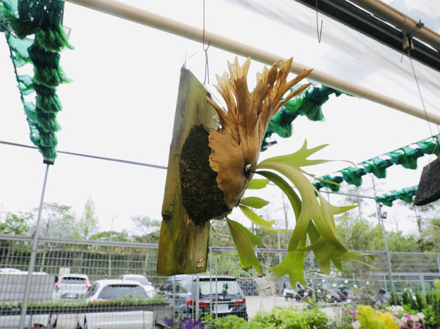 大溪花市探訪記：比三峽花市更好逛？超值盆栽+免費停車超滿足！🌸