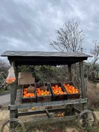 Tangerine picking cafe 