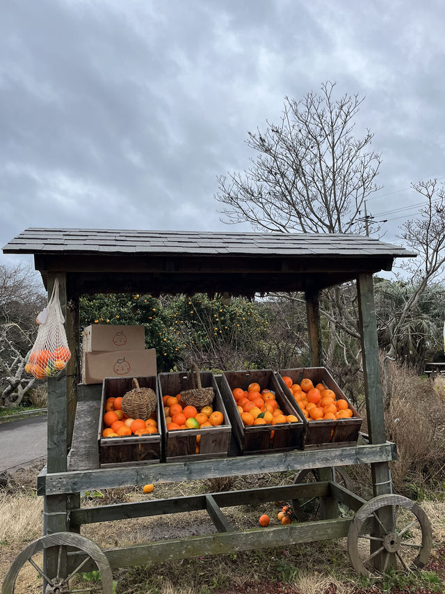 Tangerine picking cafe 