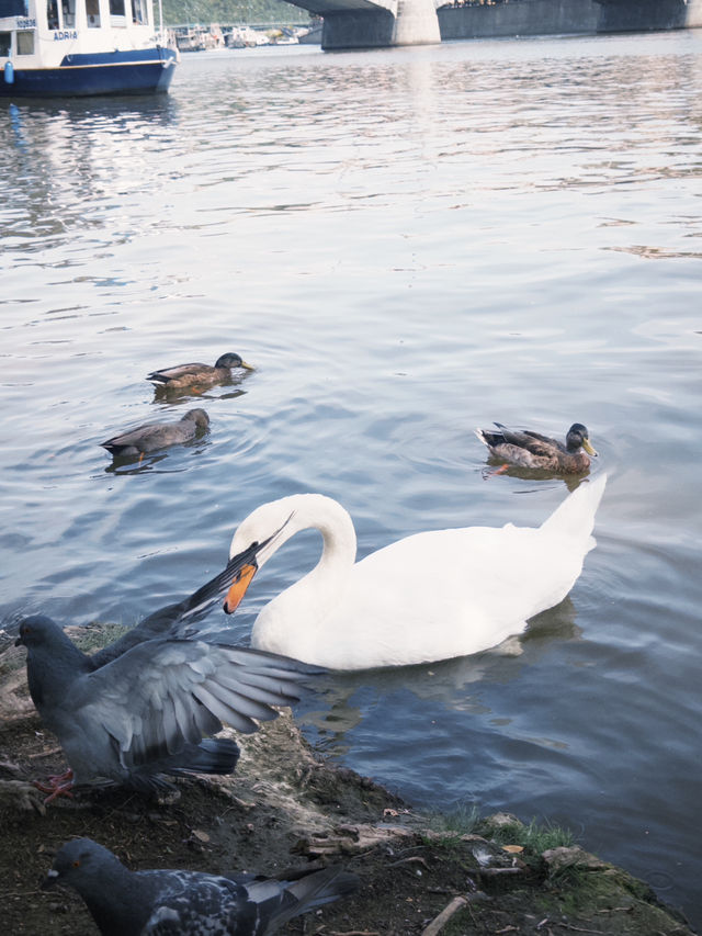 Spring Serenity at Park Cihelna: A Riverside Retreat
