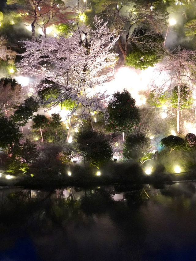 【東京×椿山荘】ライトアップで浮かび上がる夜桜雲海
