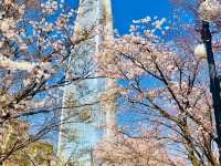 🌸 **石村湖櫻花觀賞遊覽分享** 🌸