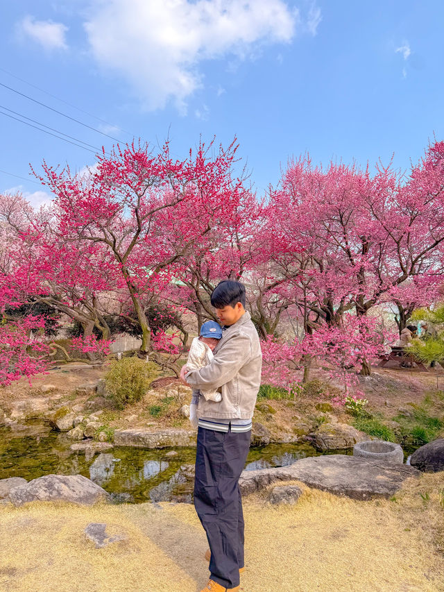 순천 봄에 가야할 홍매화 명소