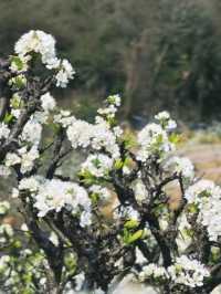 Plum blossoms at Jintang Liziyuan