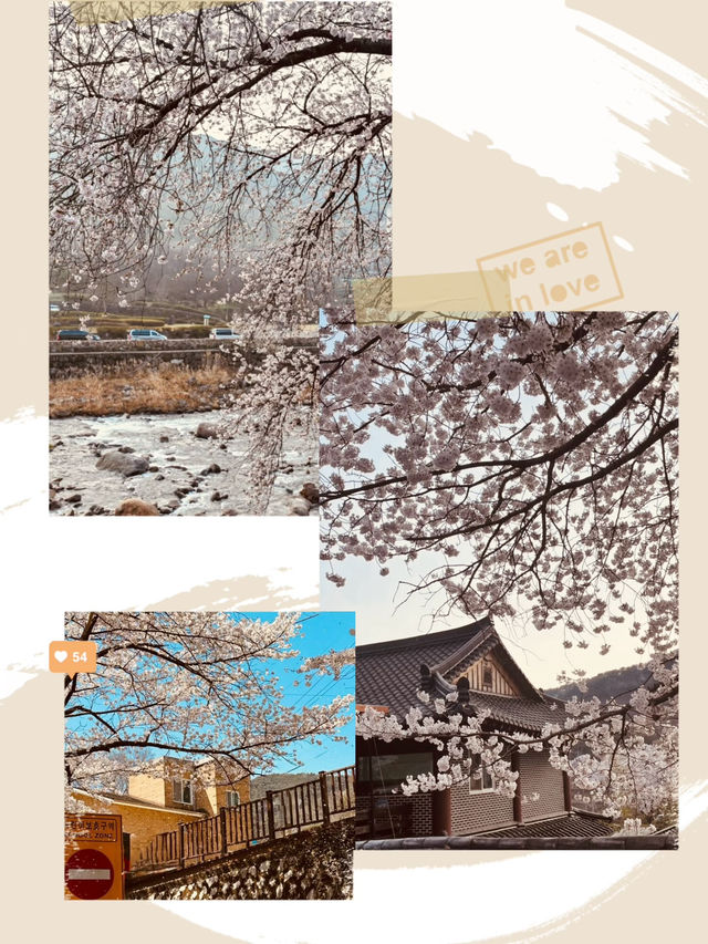 A Scenic Cherry Blossom Drive 🚗🌸 