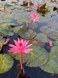 【タイ】一面ピンクの蓮の花が見れる湖【ウドンタニ】