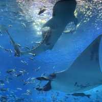 沖縄6日間のカジュアル旅 写真映えルート