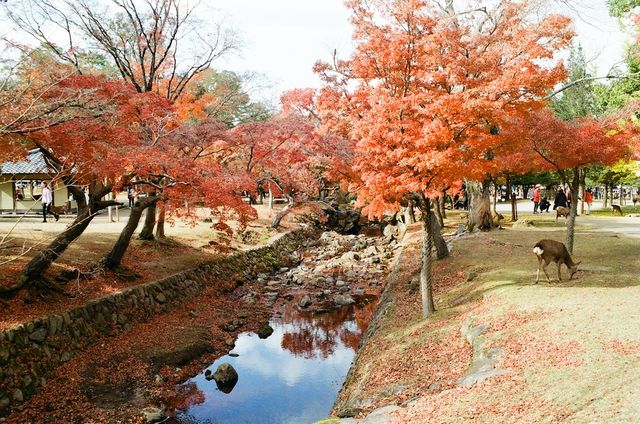 The Free Roaming Deer at Nara Park