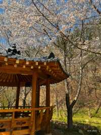 이제 벚꽃시즌🌸 부산에서 즐기는 벚꽃여행코스 정리