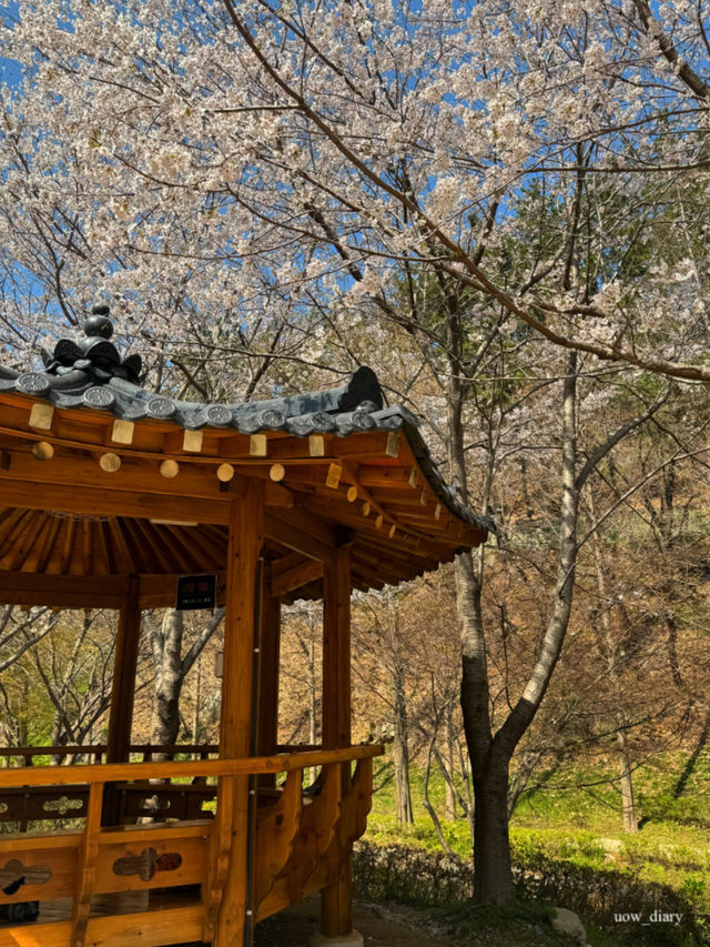 이제 벚꽃시즌🌸 부산에서 즐기는 벚꽃여행코스 정리
