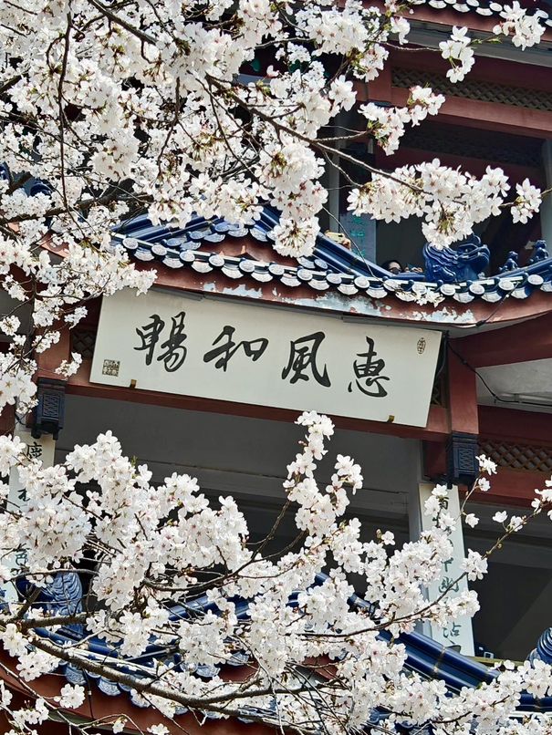 Chasing Sakura at Yuantouzhu, the World’s Blossom Crown Jewel Chasing Sakura at Yuantouzhu, the World’s Blossom Crown Jewel