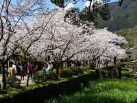 Chasing Sakura at Little Kyoto of Chikuzen