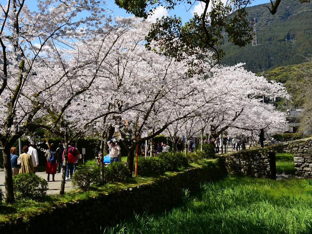 Chasing Sakura at Little Kyoto of Chikuzen