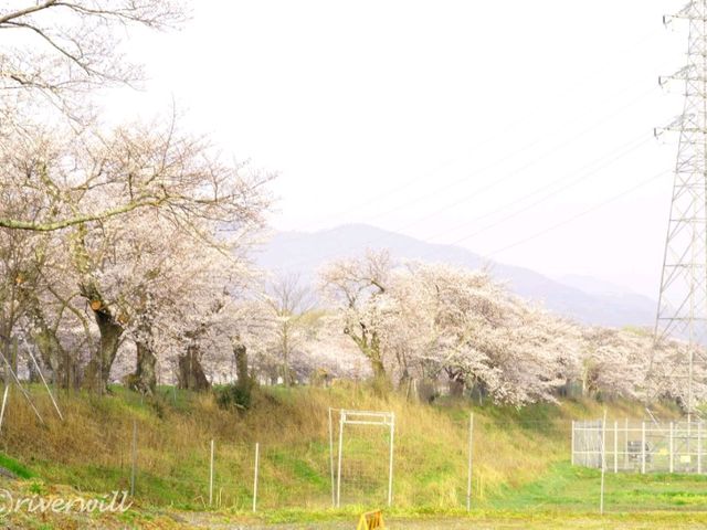 【京都】京都市郊外、亀岡にある桜の名所「七谷川和らぎの道」