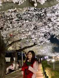 Dancing in Pink: A Dreamy Night of Sakura & Starlight in Gyeongju