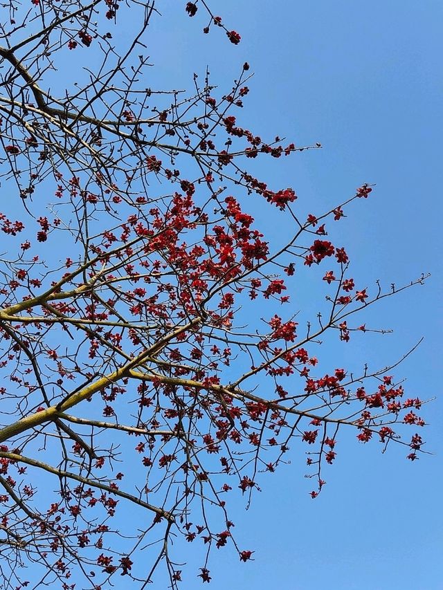 大埔 賞櫻