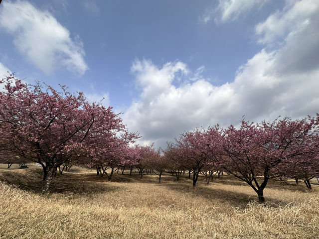 熊本與阿蘇山方面之櫻花