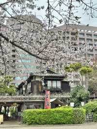 🇯🇵 名古屋最市中心最大賞櫻公園