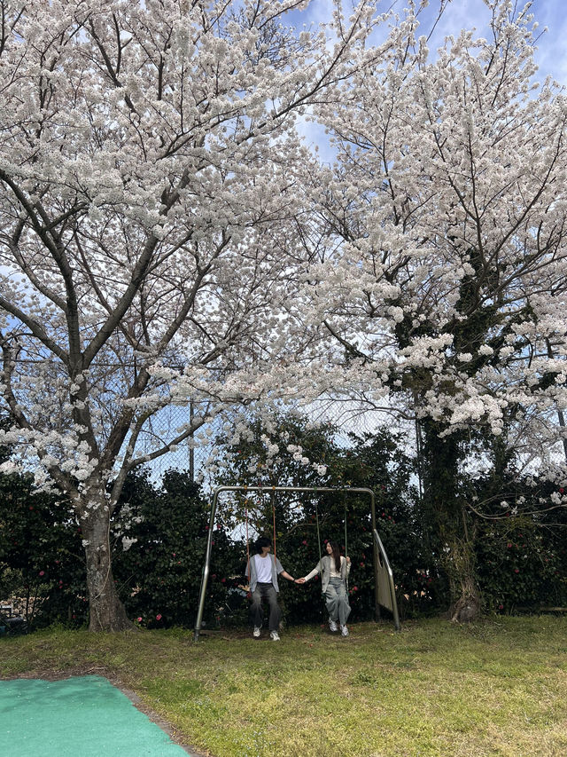 제주 숨겨진 벚꽃명소, 여기에요🌸