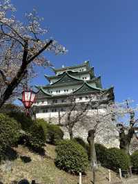 追到名古屋城櫻花
