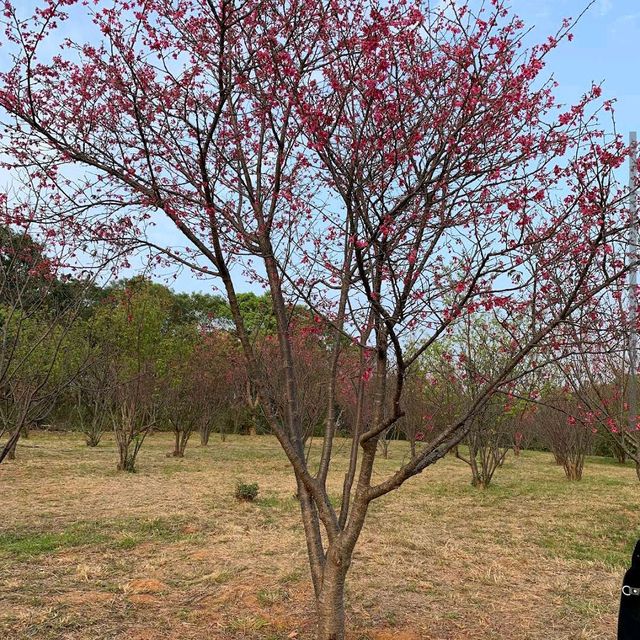清華大學櫻花林