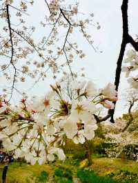 Wuxi Yuantouzhu Cherry Blossoms - China's Most Stunning Lakeside Sakura