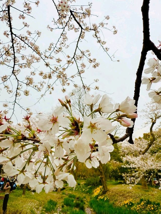 Wuxi Yuantouzhu Cherry Blossoms - China's Most Stunning Lakeside Sakura