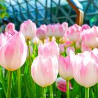 Miracle of Natural 
