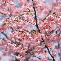 油羅溪森林花園•櫻花盛開的夢幻