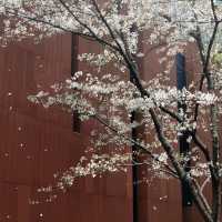 A Classic Urban Hanami Escape in the Heart of Shanghai