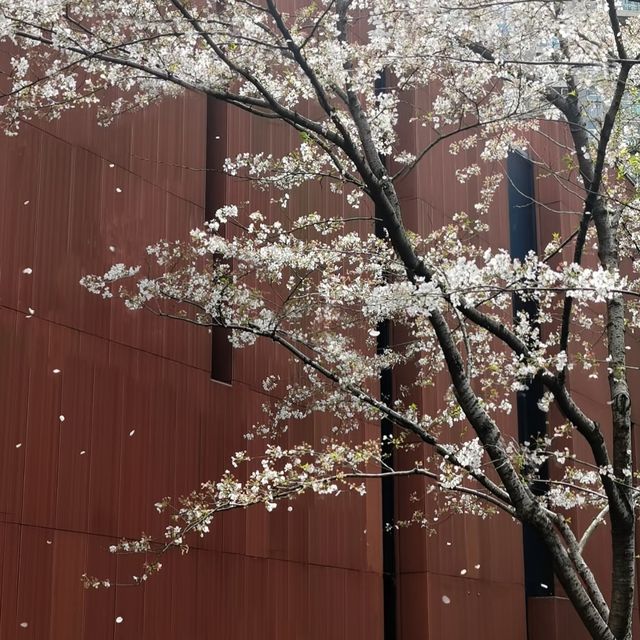 A Classic Urban Hanami Escape in the Heart of Shanghai
